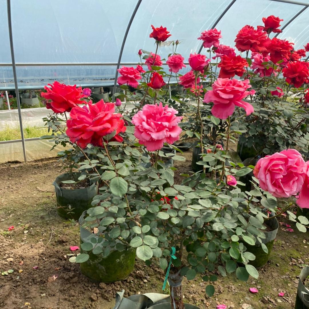 花佰玥园艺