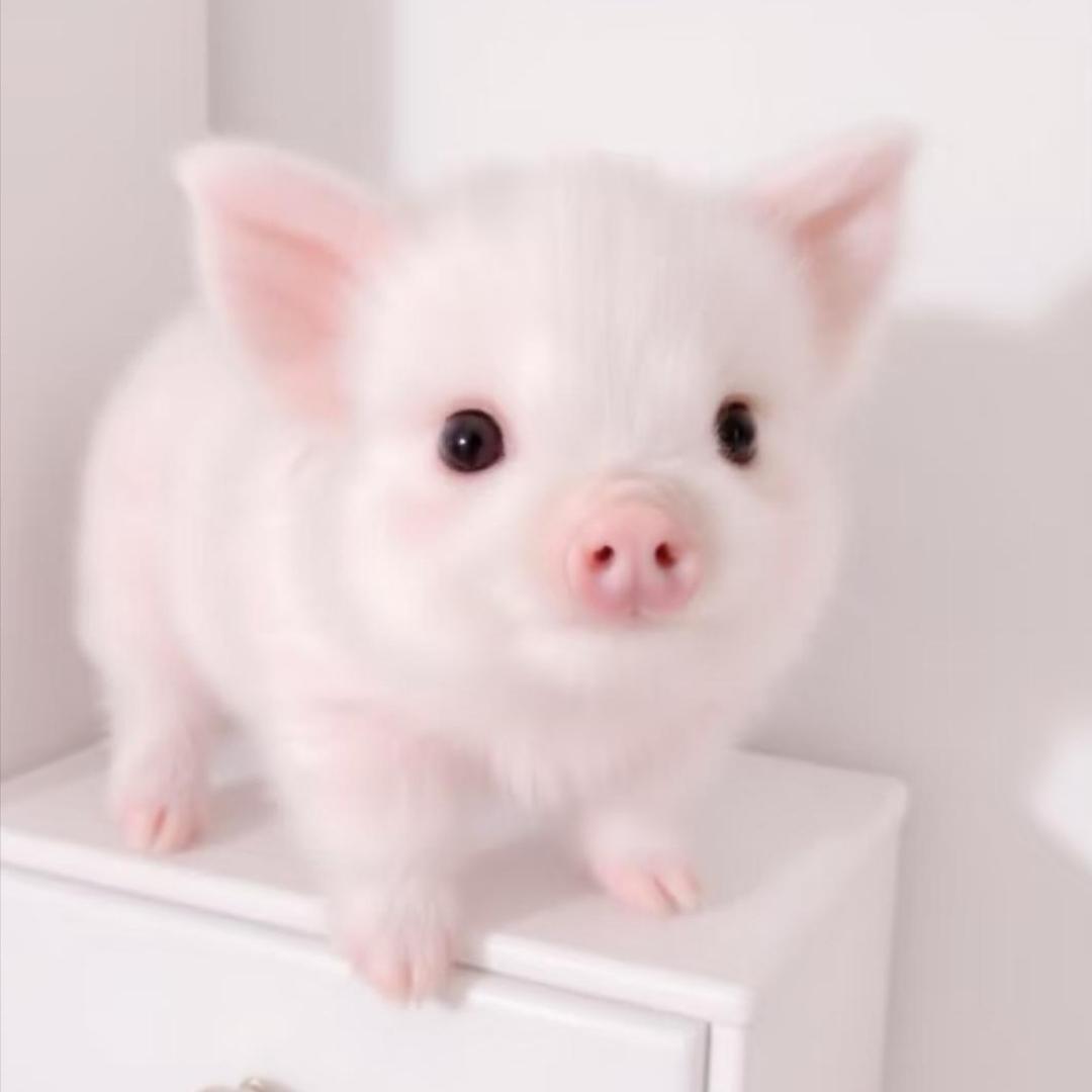 绝情小肥猪