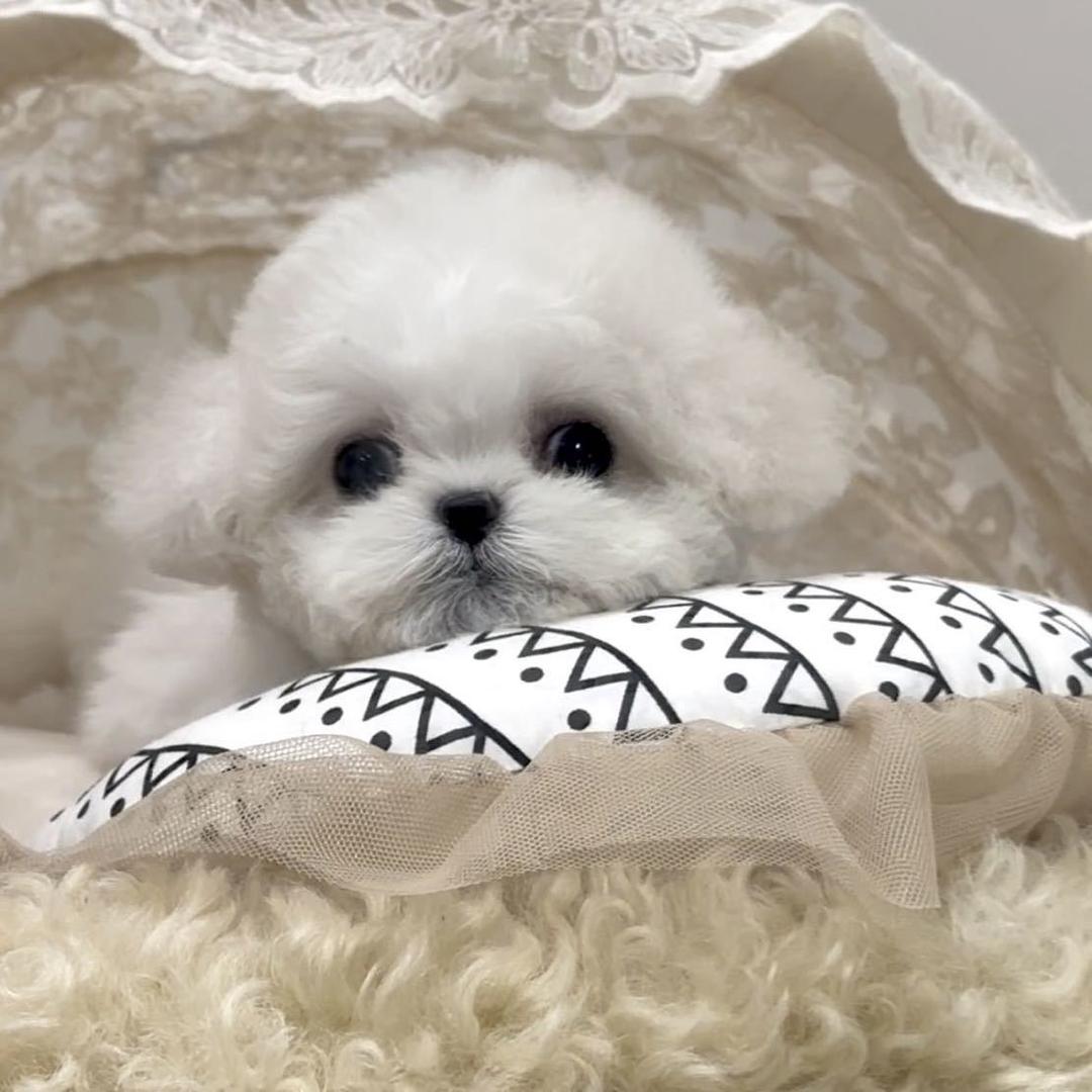 摇粒绒萌宠直播号