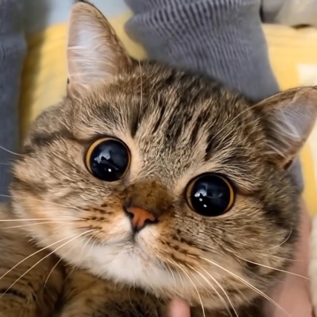 爱吃薯条🍟🍟