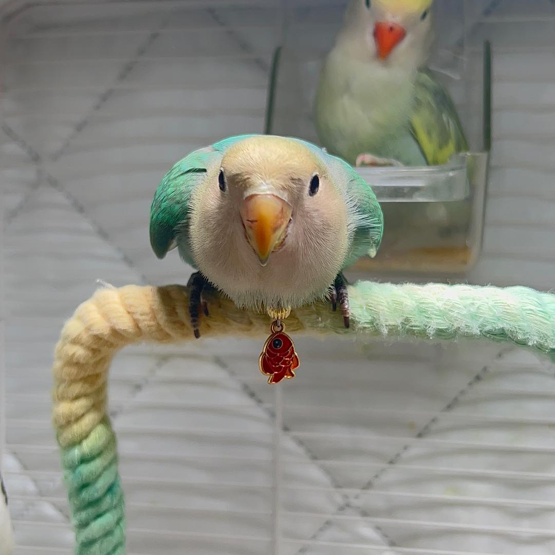 我家有只小蜂蜜🐝