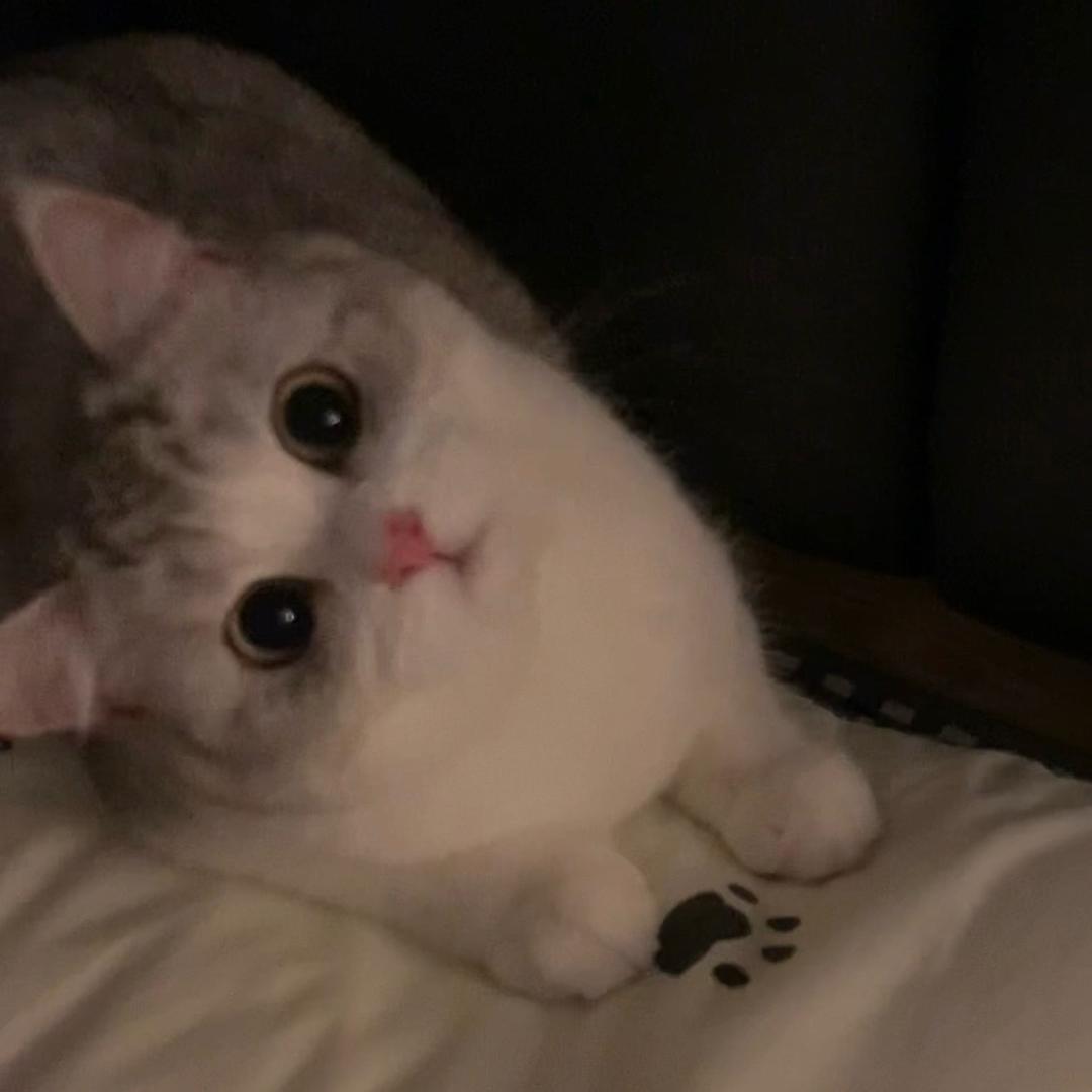 妹酱库库爱睡觉