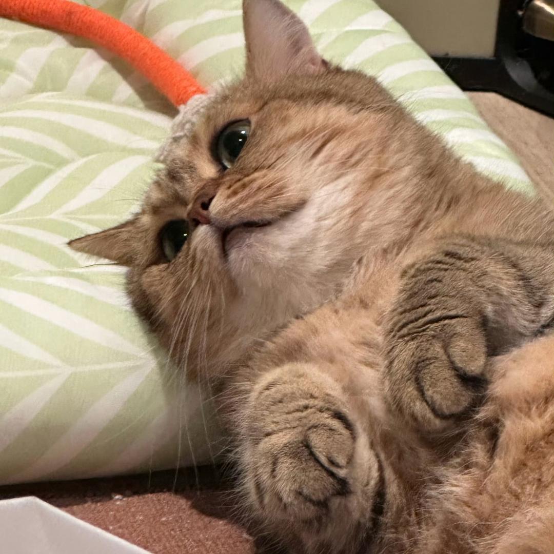 棠舟电竞小菜（三角洲行动