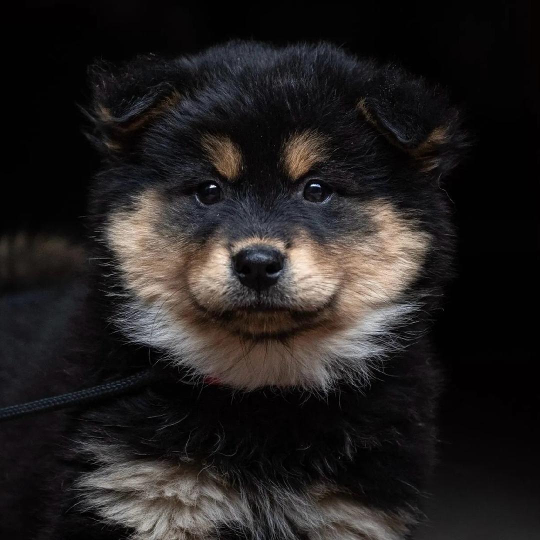 玉林川川田园犬🐶