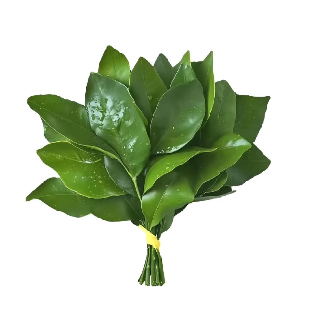 极品给我当狗