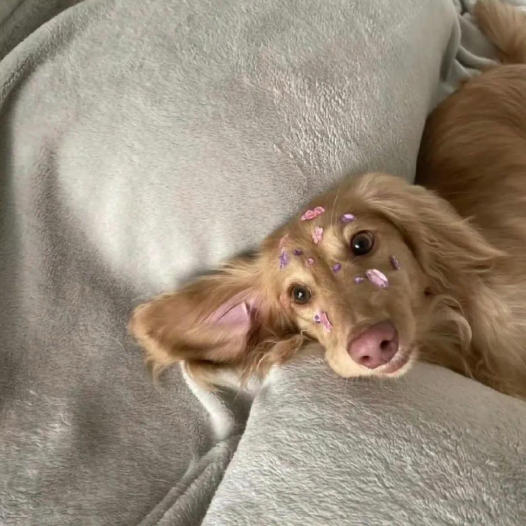 李抱抱🎶
