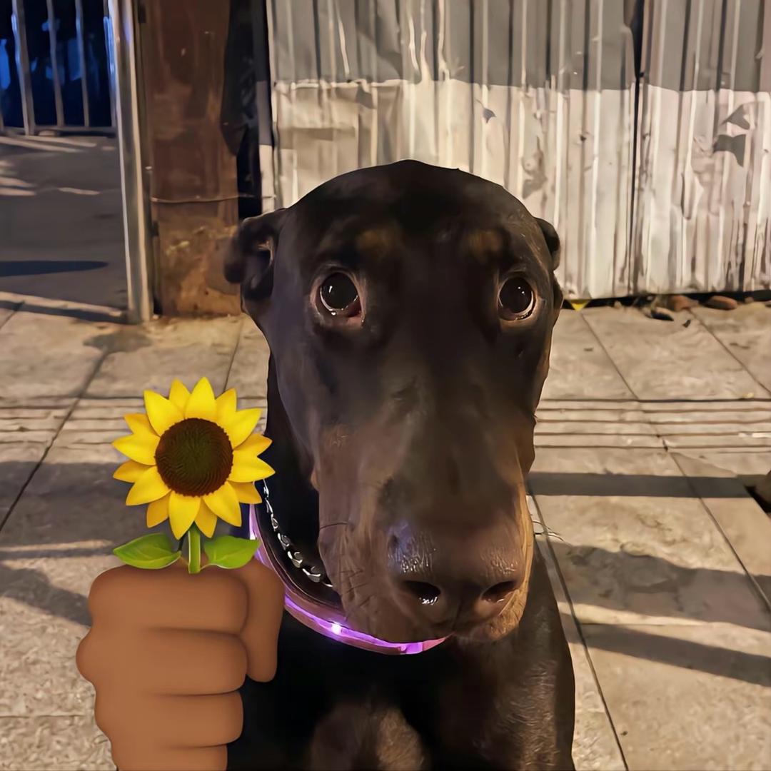 翻斗花园胡图图