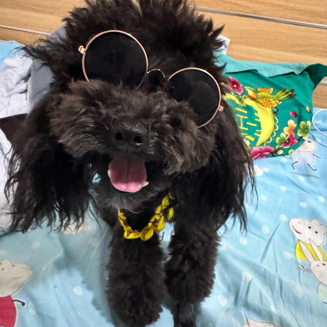 王可乐是只淘气的小泰迪