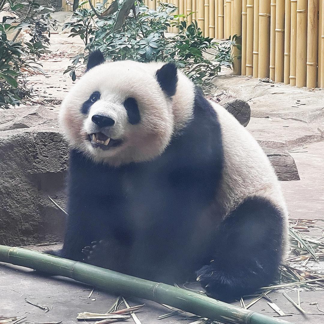 拒绝的兔兔