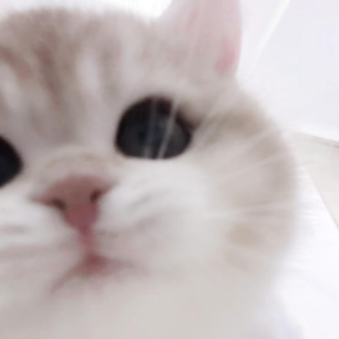 🐈