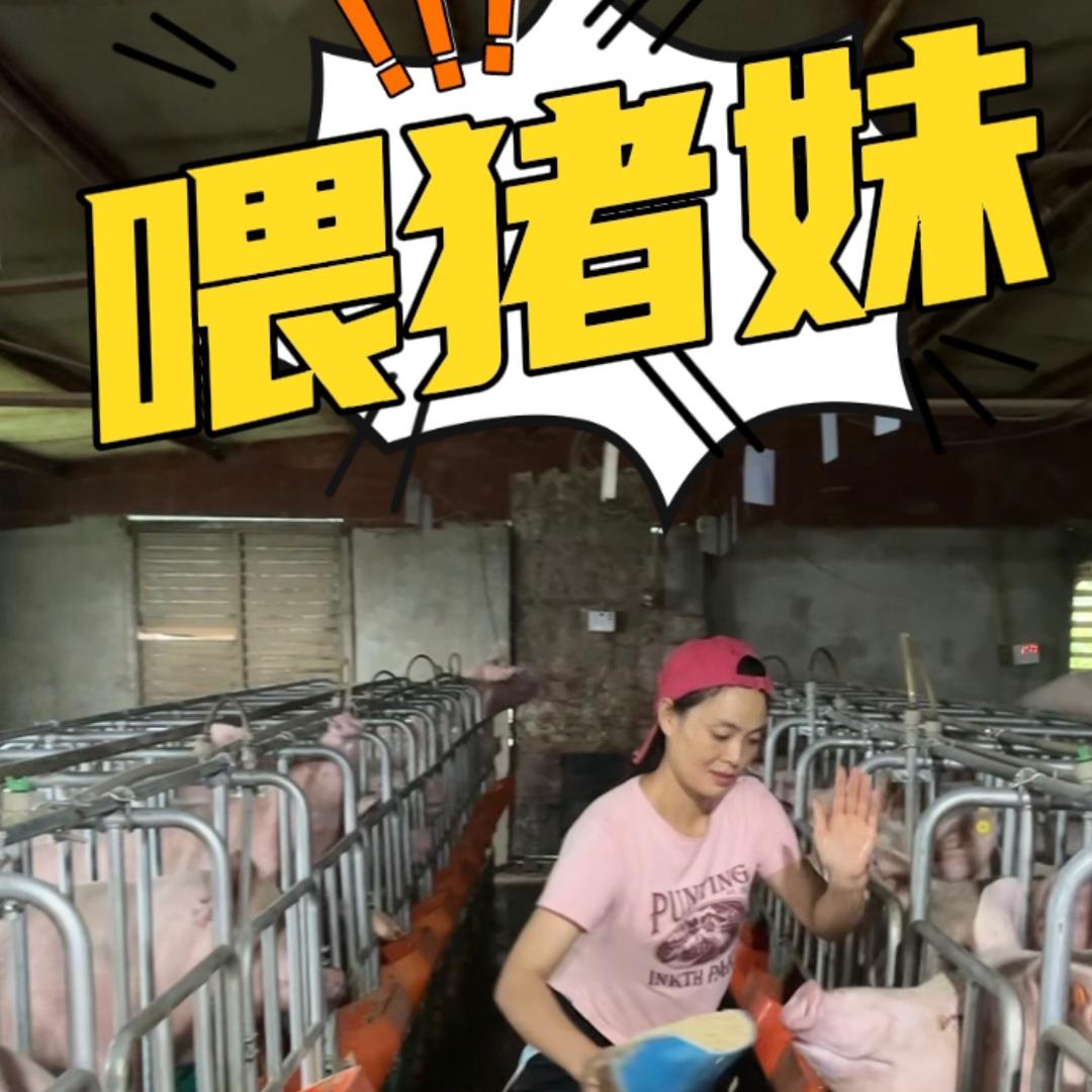 重庆六方格@小妹养猪