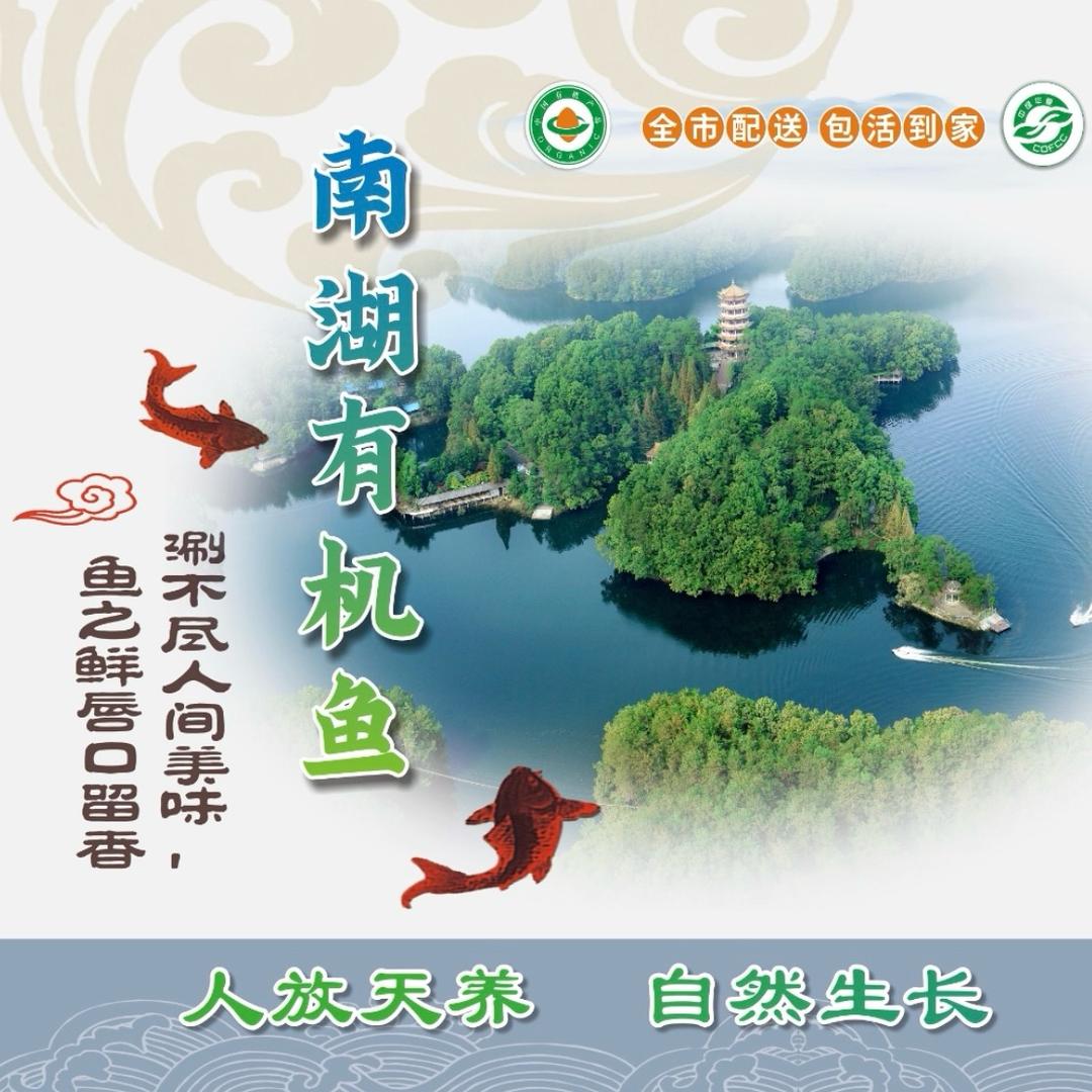 汉中南湖有机鱼