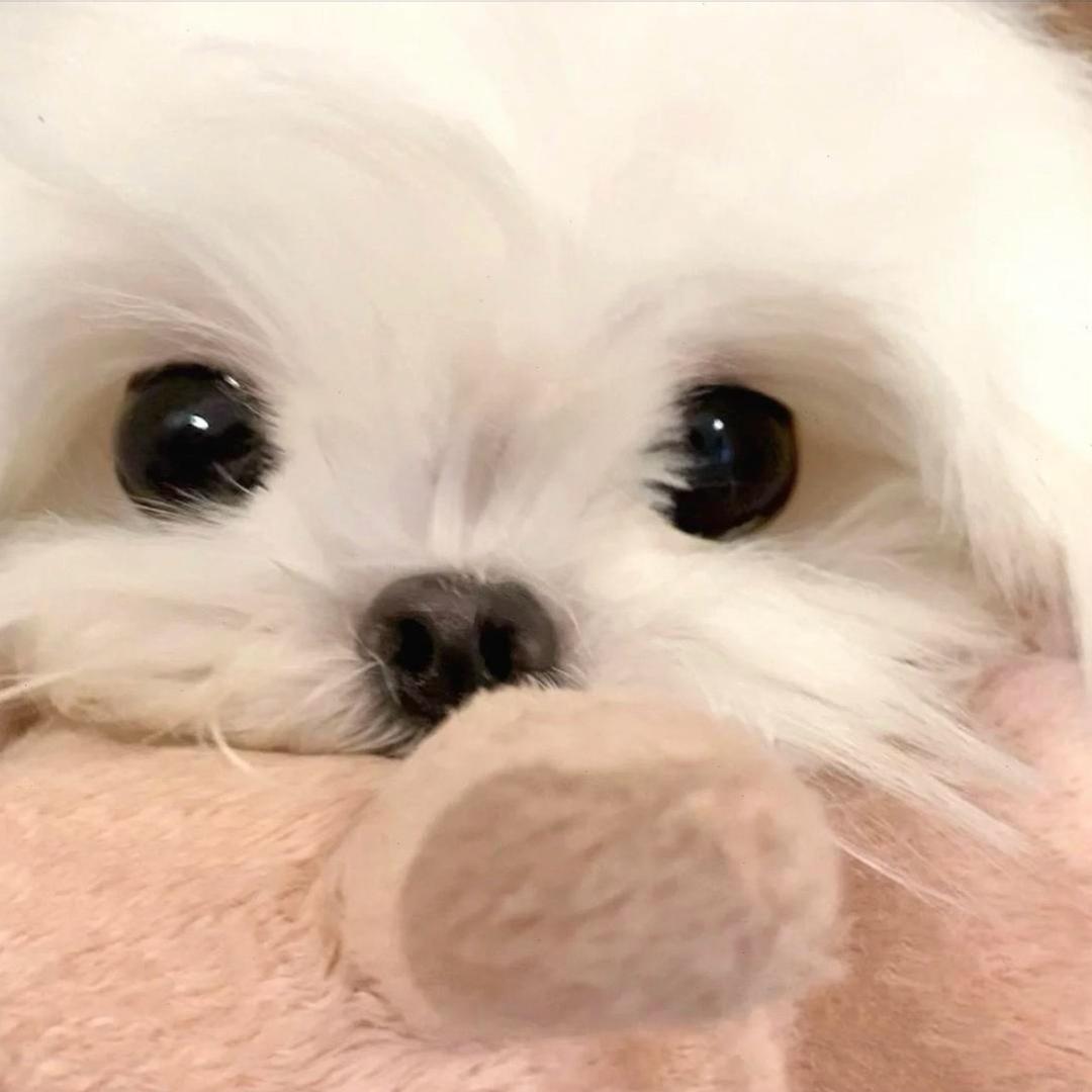 baby菲