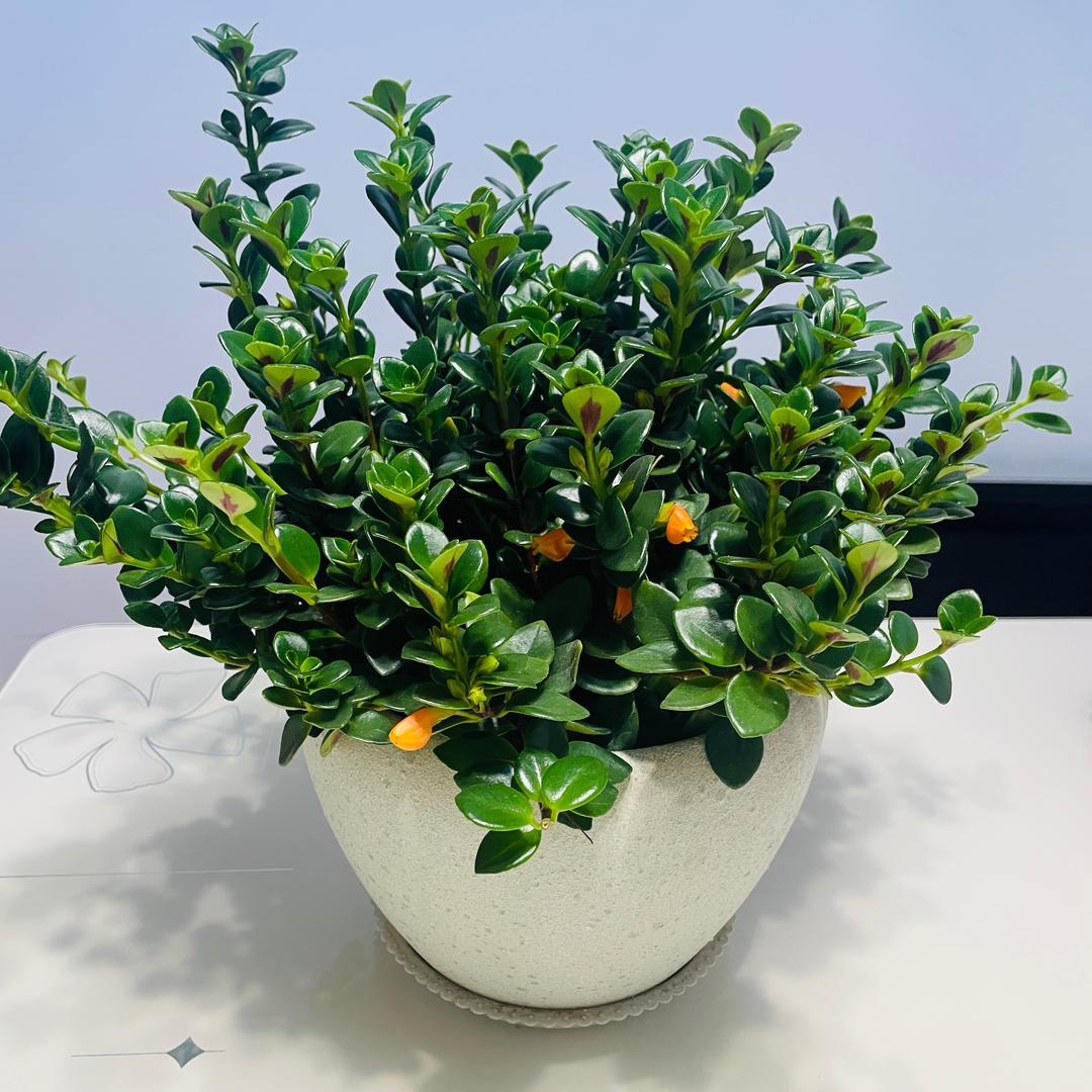 娅丽达服饰～孙金红