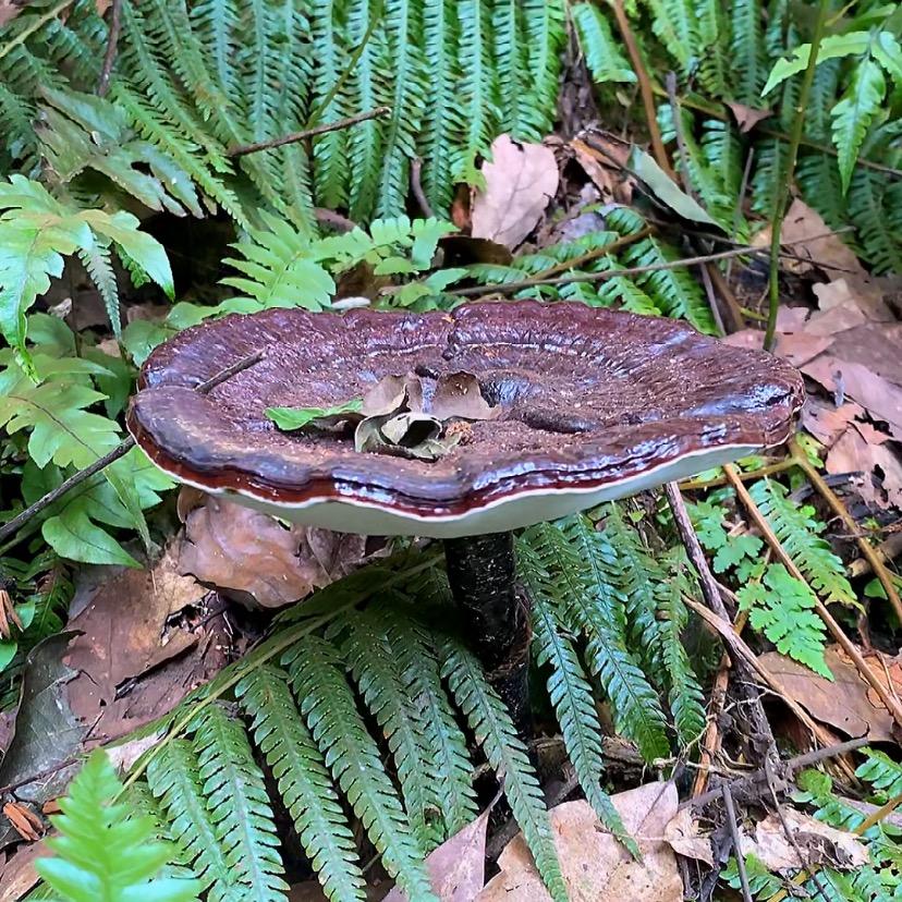 贵州黔芝谷-灵灵