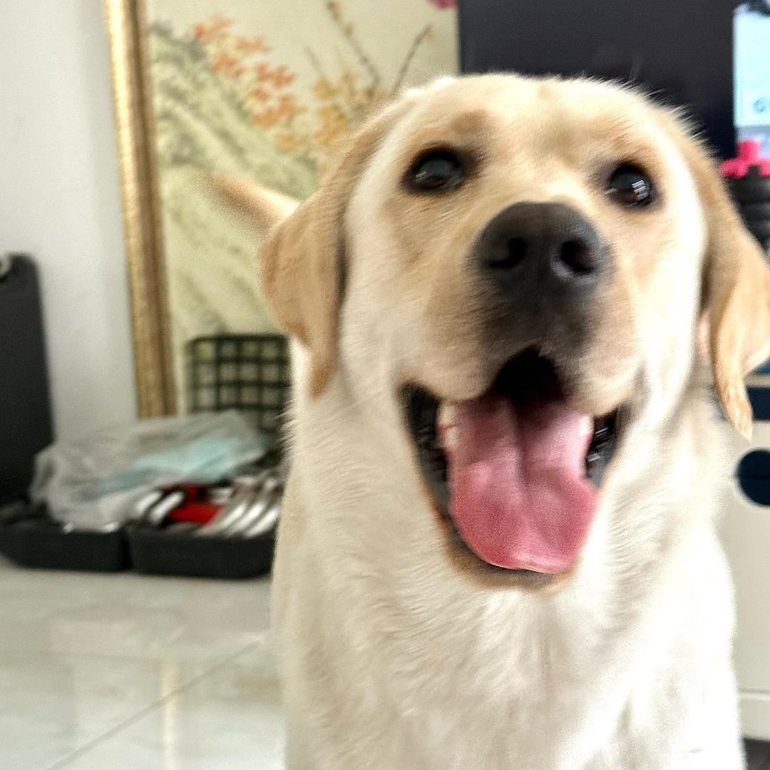 🐾汉堡仔🍔