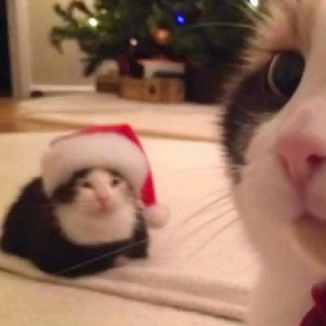 面包蟹（破100粉）版