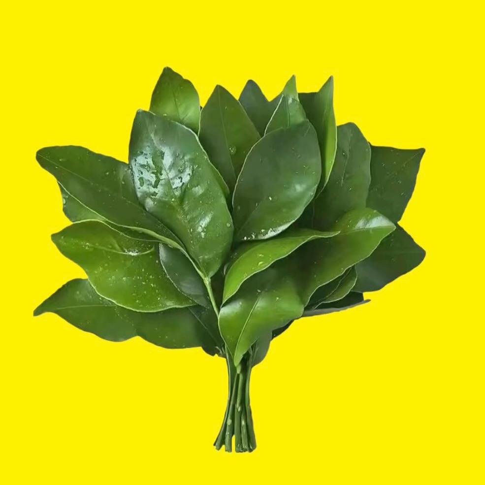 盼兮