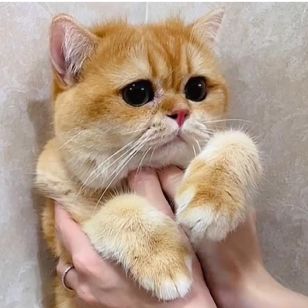 卿卿🌈🐱