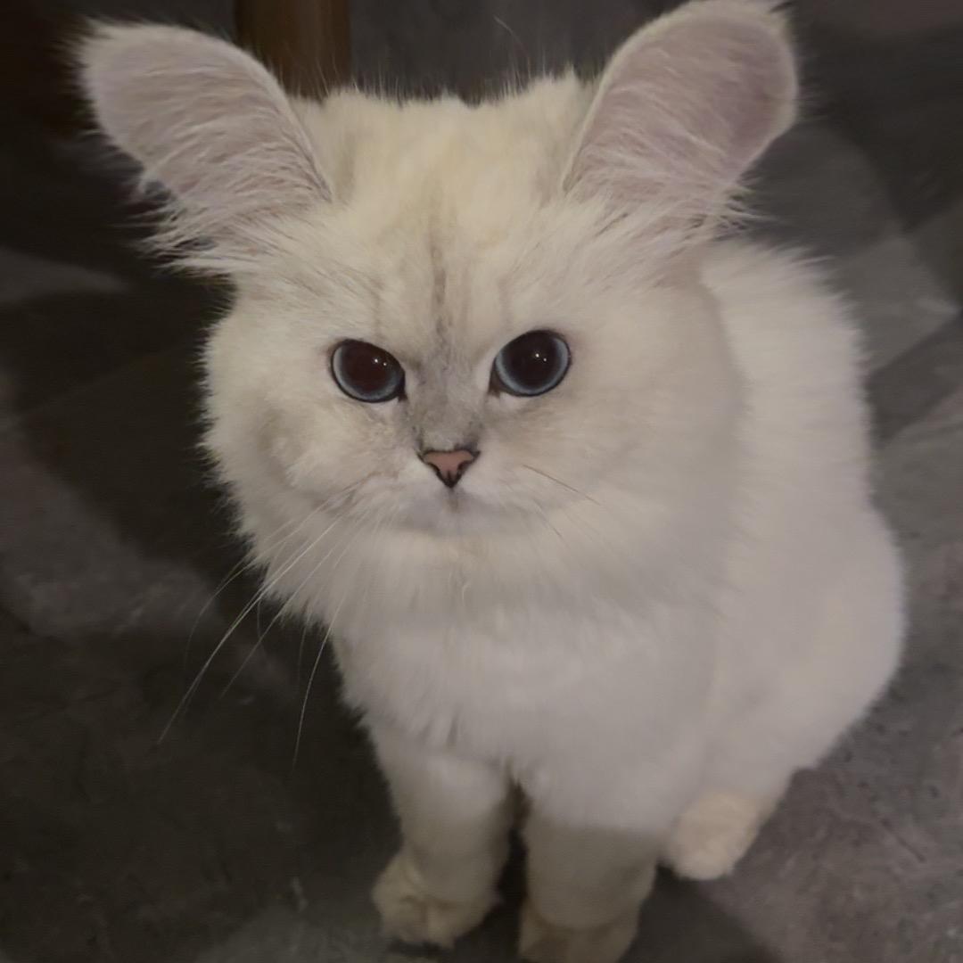 開伈小漫