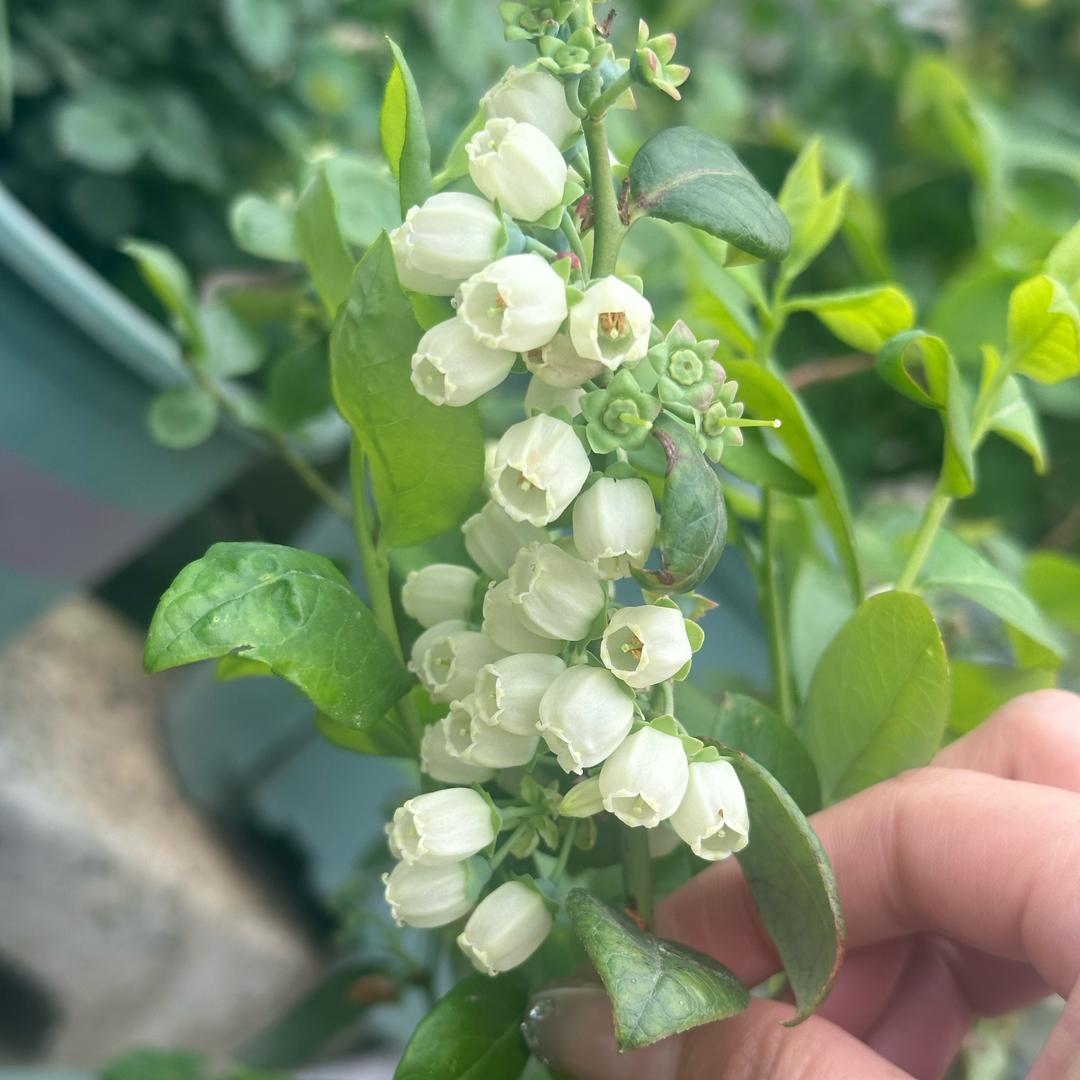 爱吃香菜