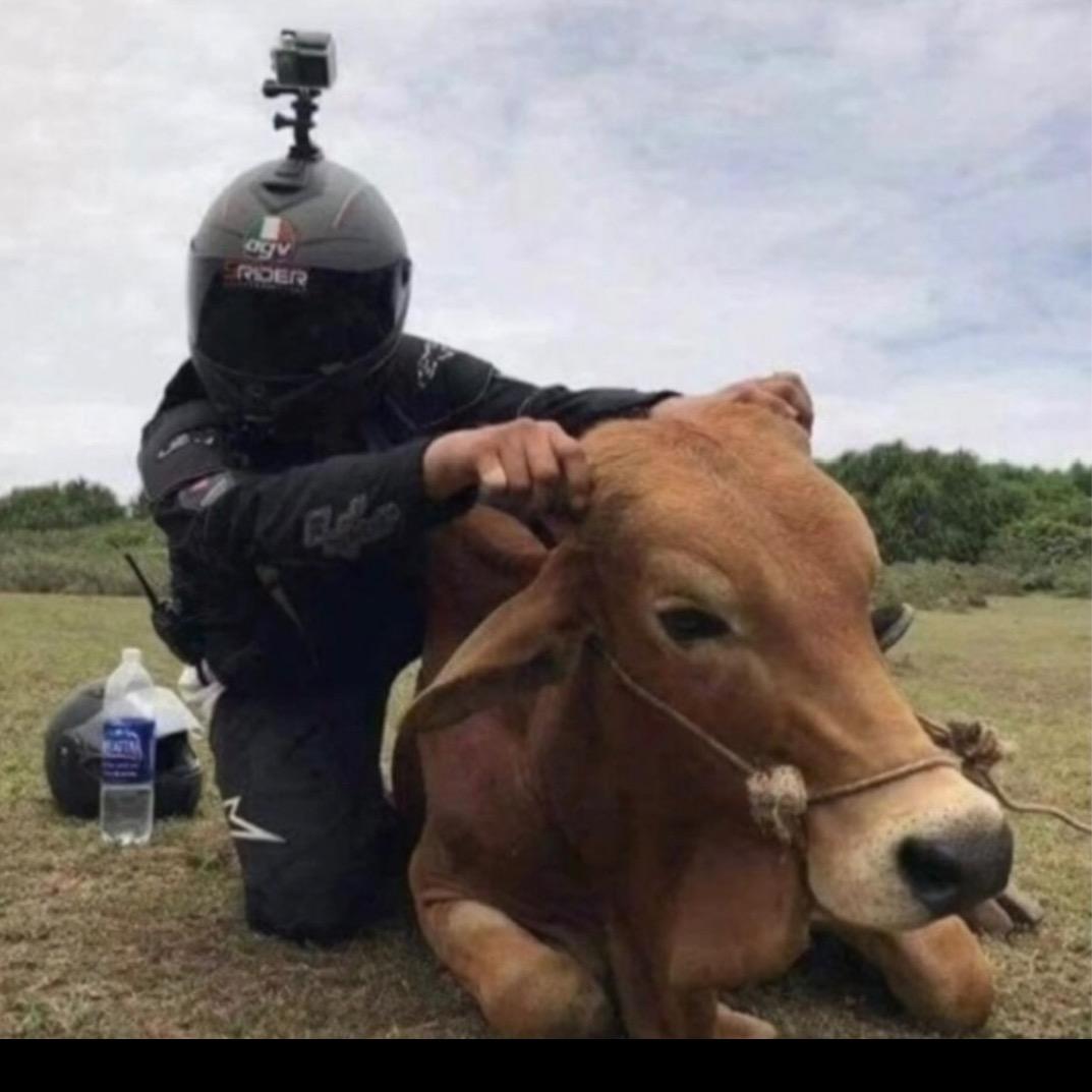 猫儿不说话