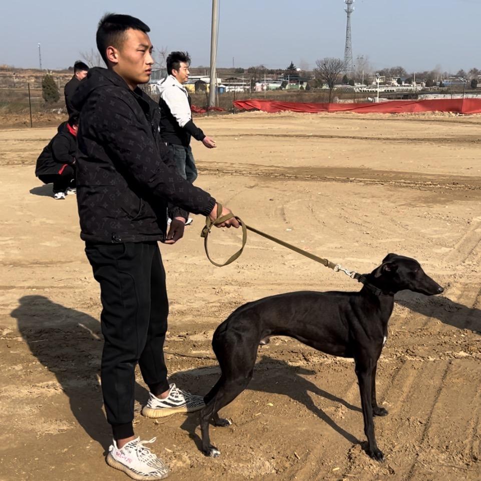 许昌赛犬头孢主人👍