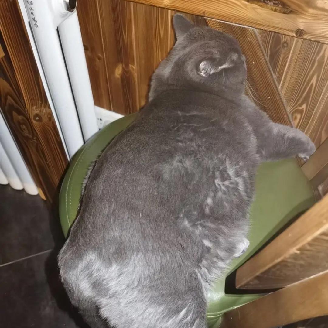义薄云天腹肌猫