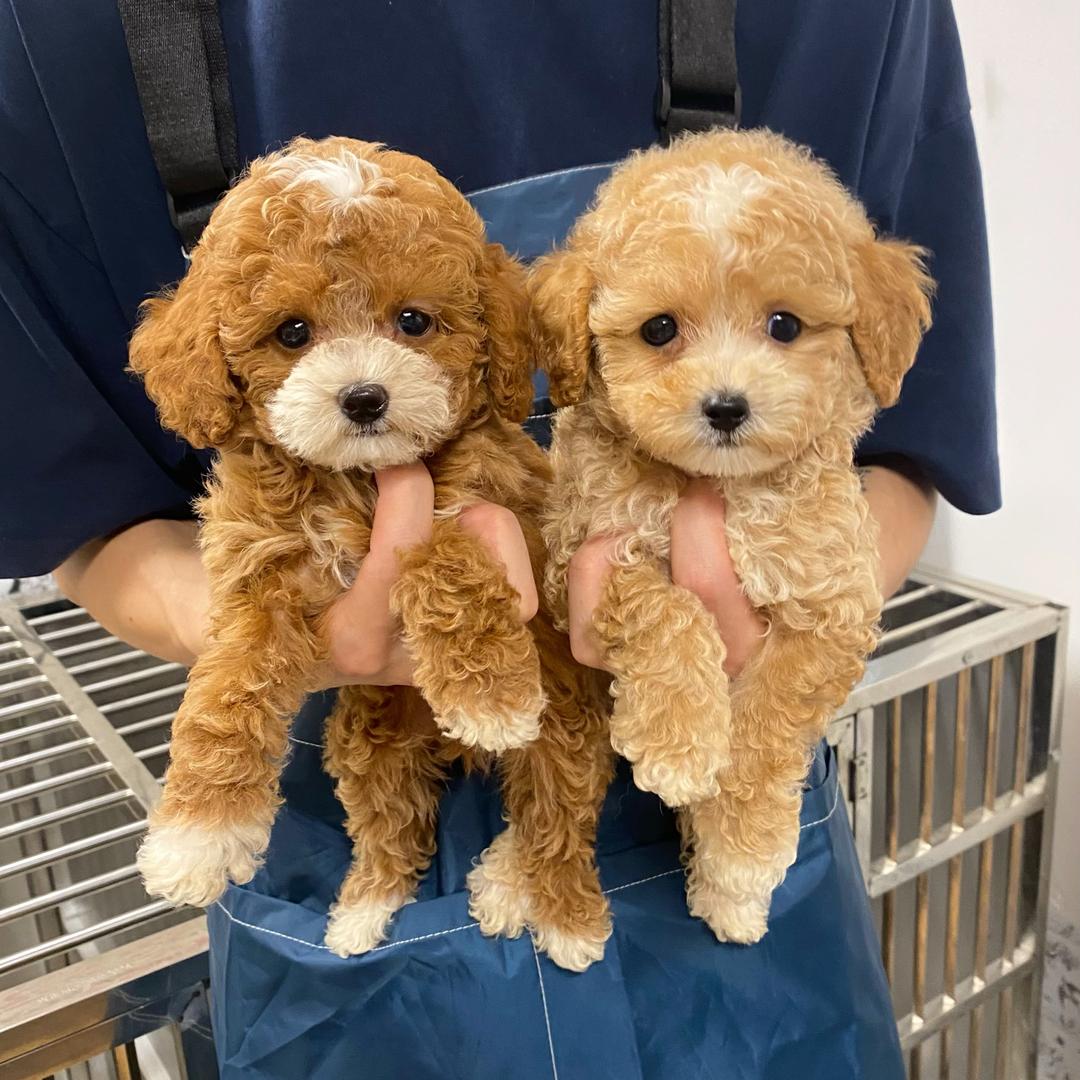 成都饭饭家小狗（泰迪熊）