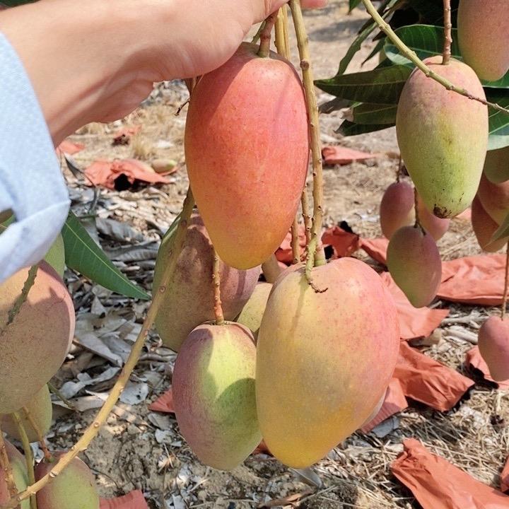 🥭🥭🥭
