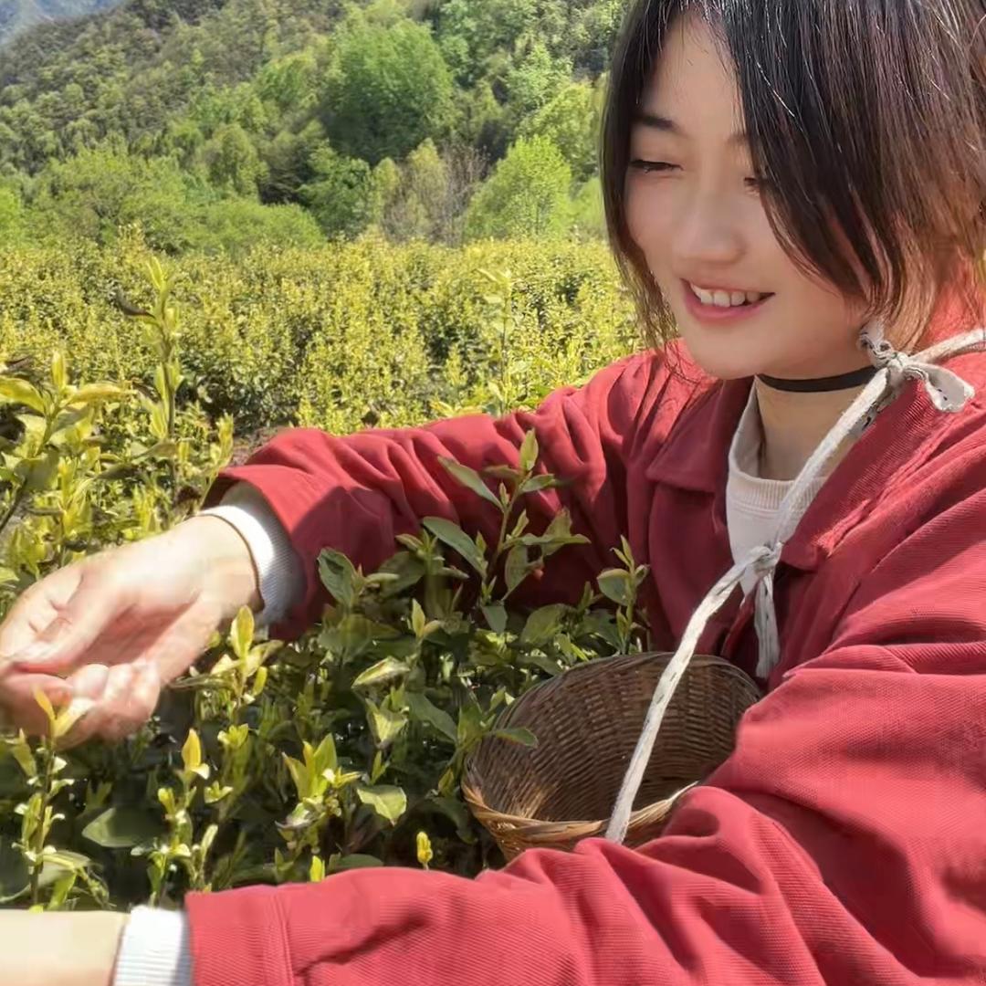 采茶妹儿