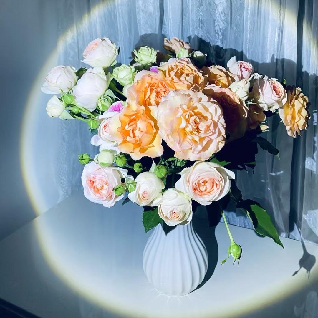 花🌸间··海燕