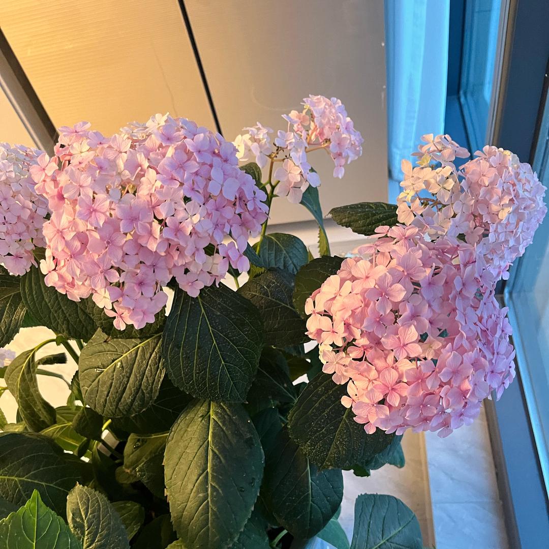 玫瑰