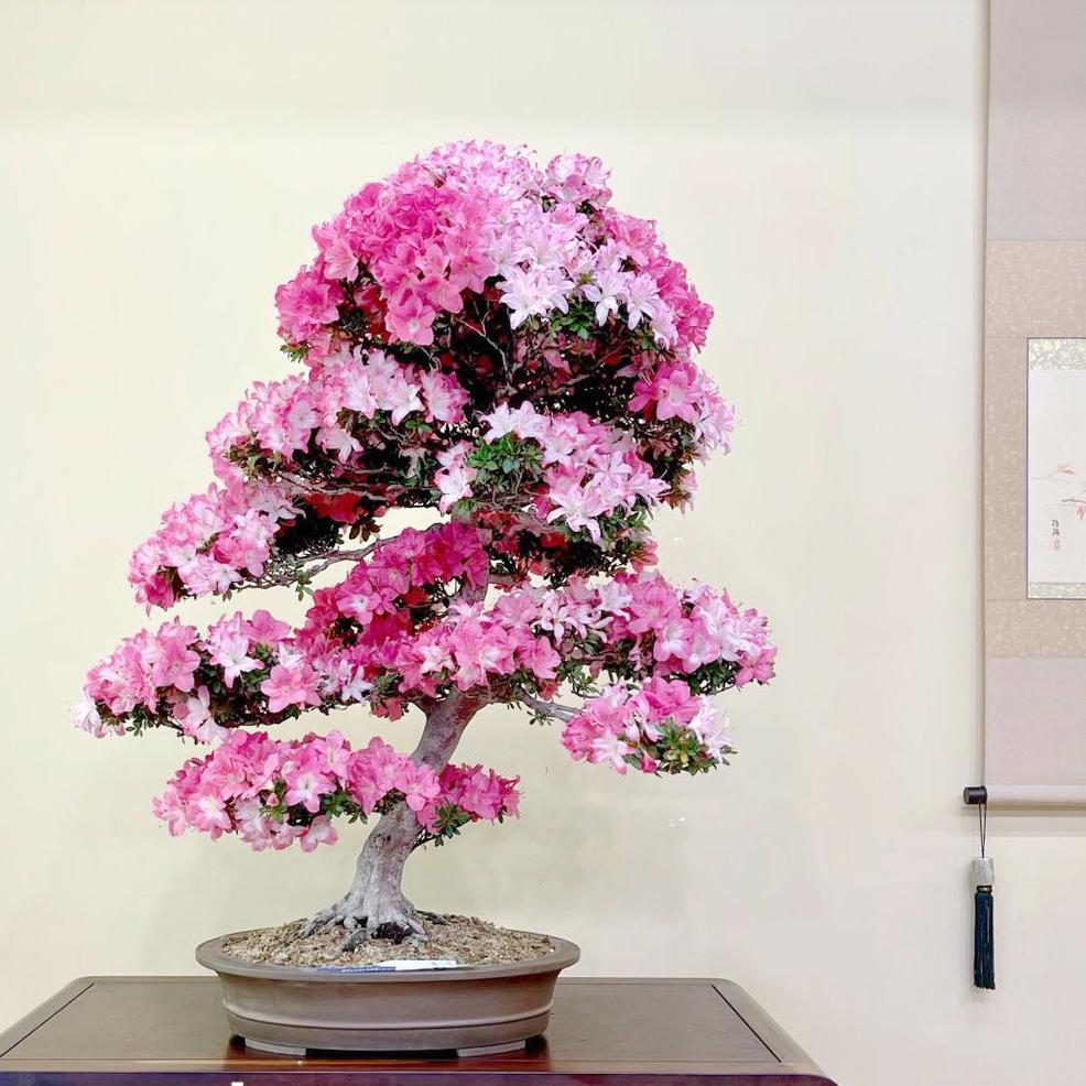 花老板】园艺