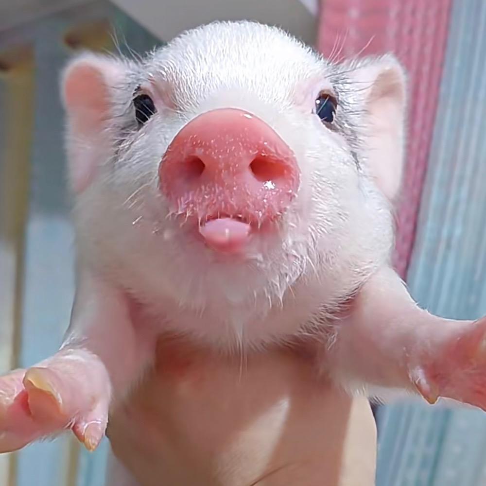 🐷头