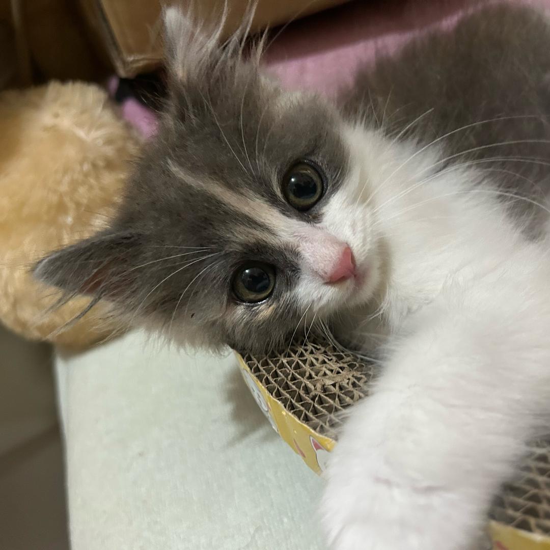 波东的猫