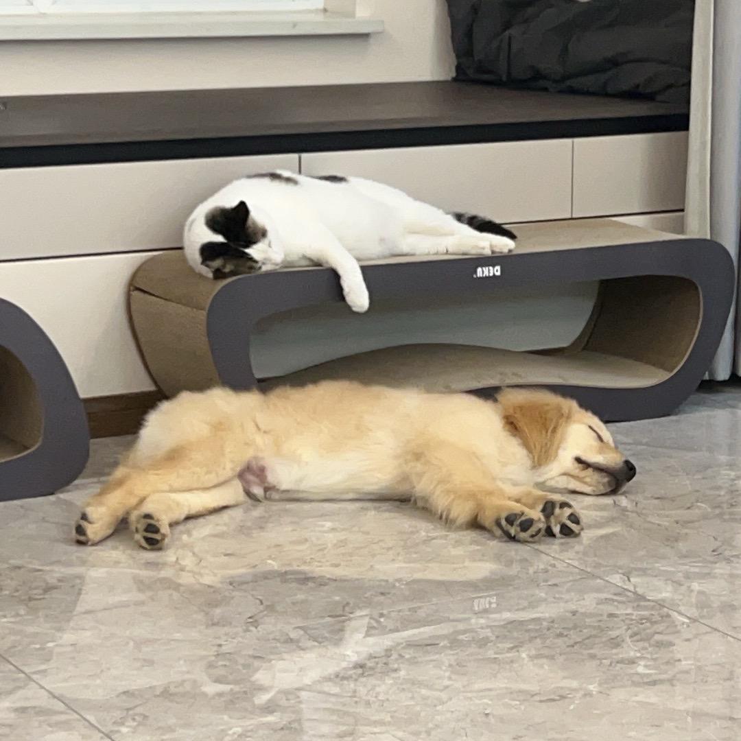 小花的幸福生活