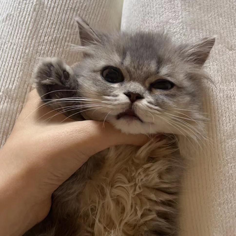 飞天小饼干（涨球版🎾）