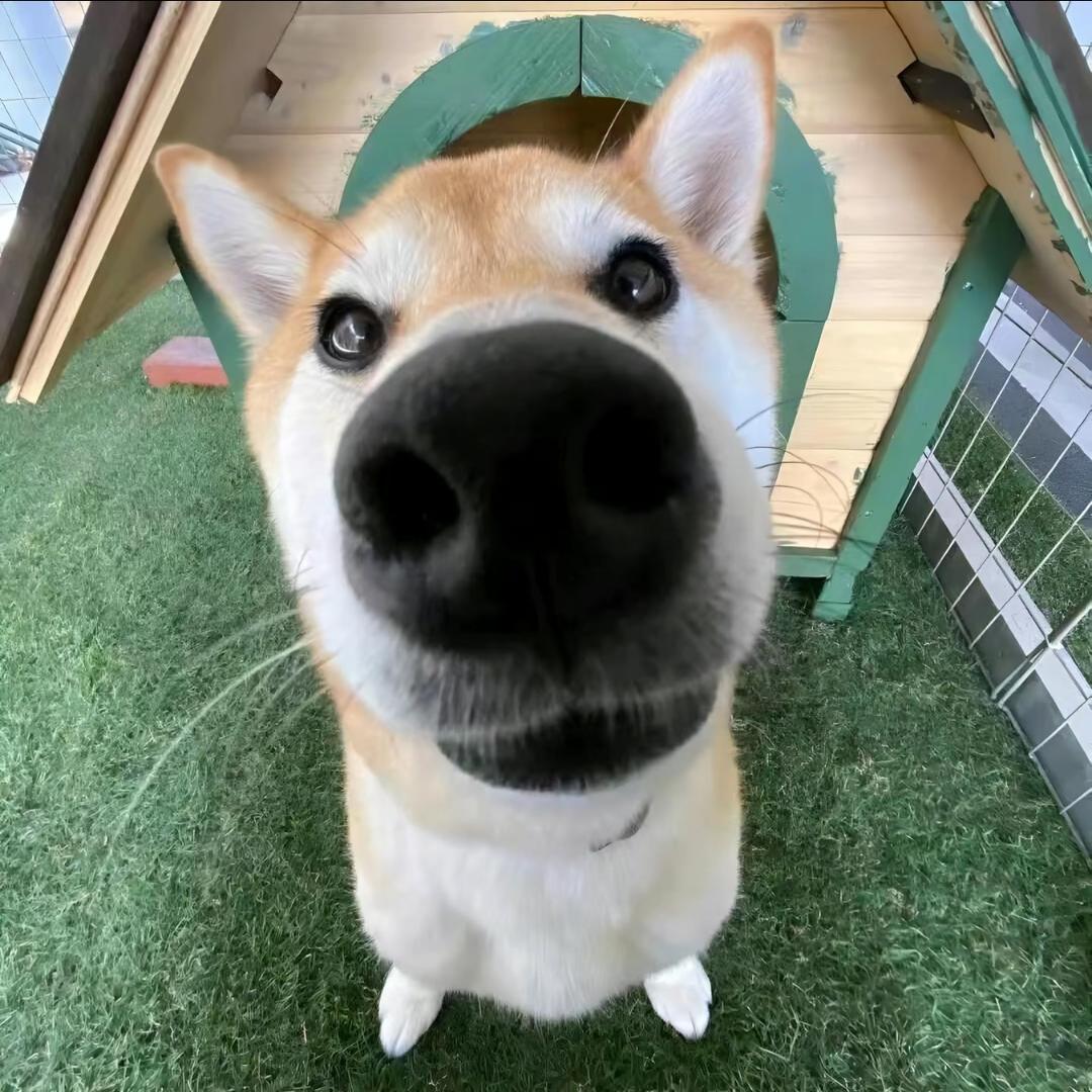小杜.7