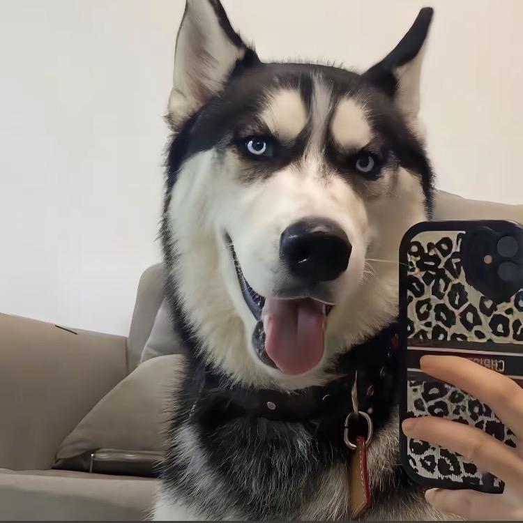 阿猫阿狗