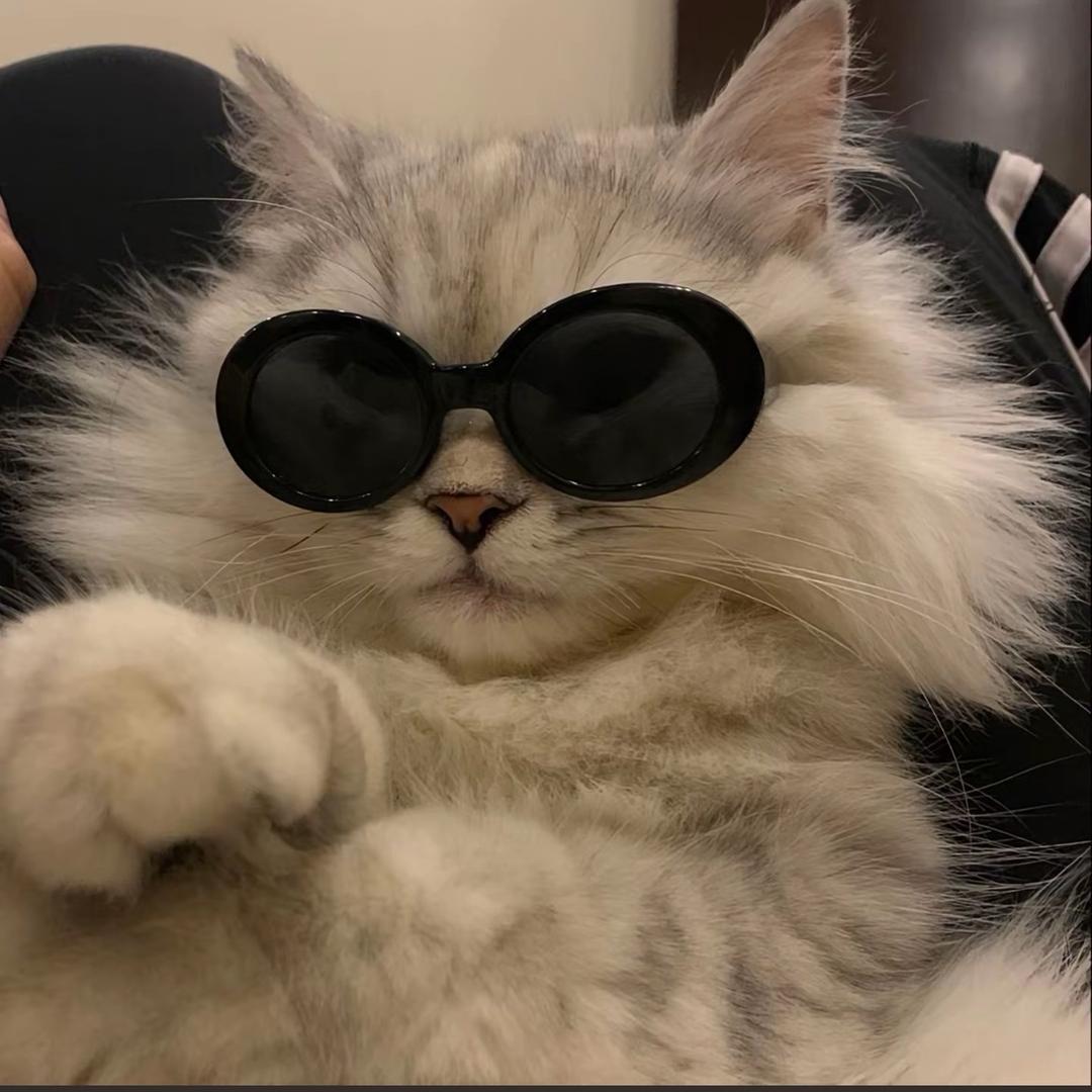 宠礼猫舍挂牌老板娘