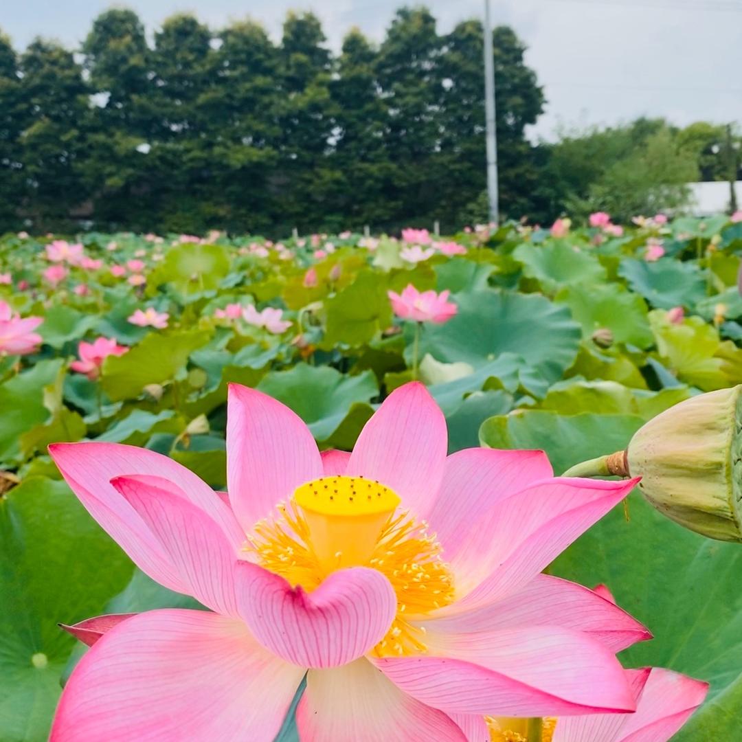 大脸娃0511