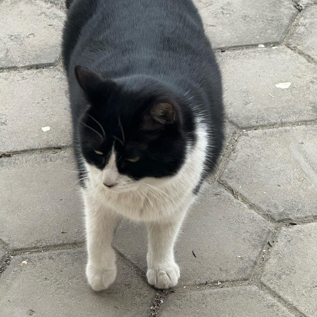 黑猫警长