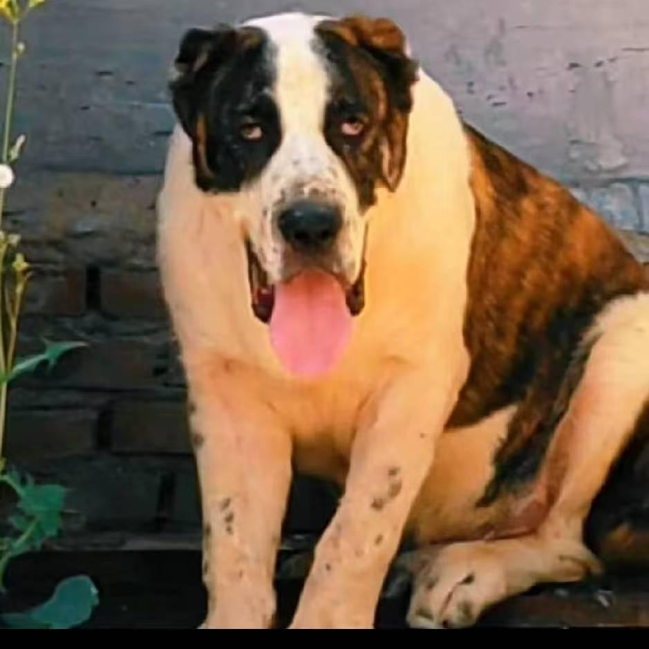 辛巴犬舍🦁️