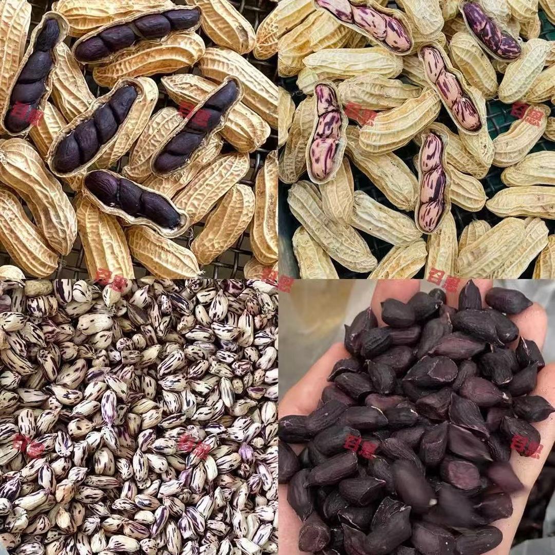 召恩农业.七彩花生