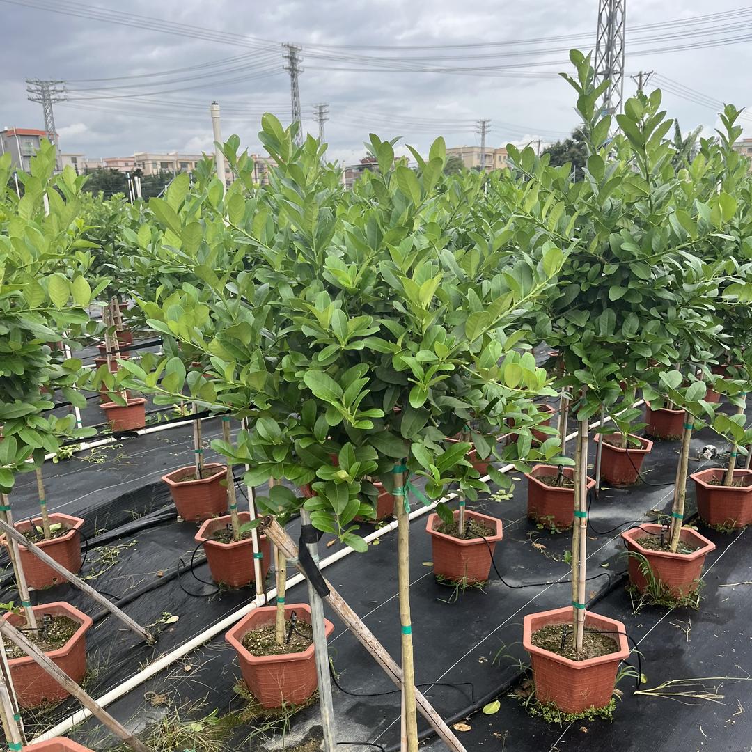 亿翰园艺果树苗木专营店