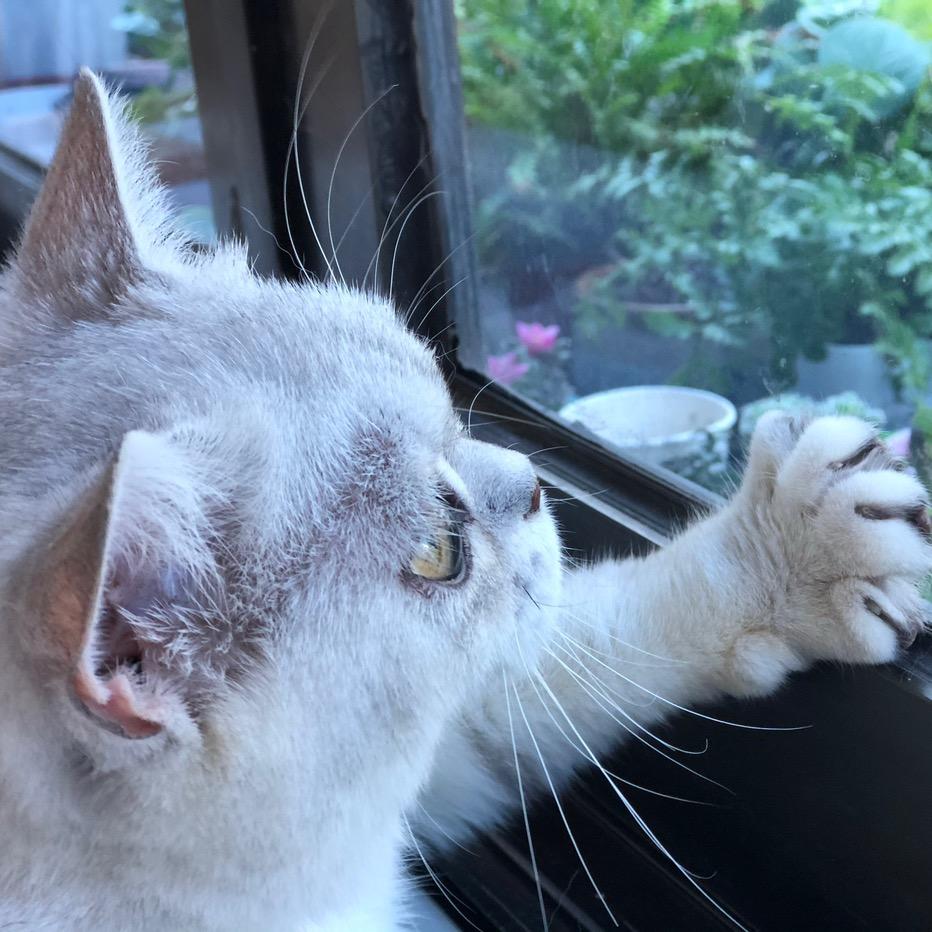 奢依君州妄星电子商务有限公专卖店