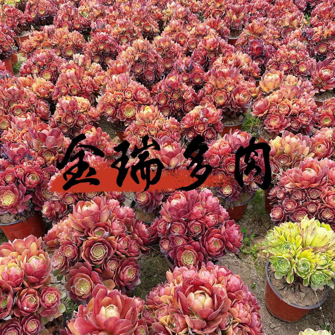金瑞多肉