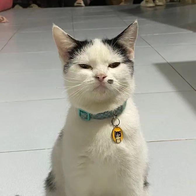 兔牙bobby猫