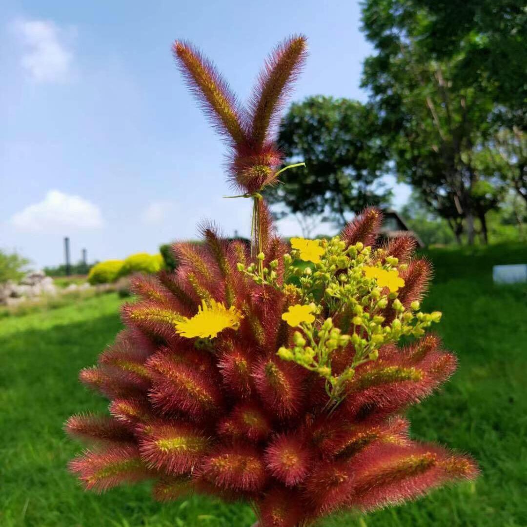 鑫冰